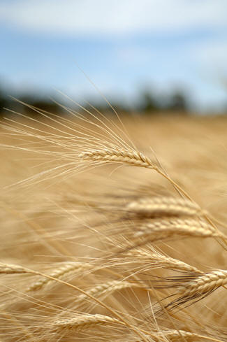 Harvest Workers