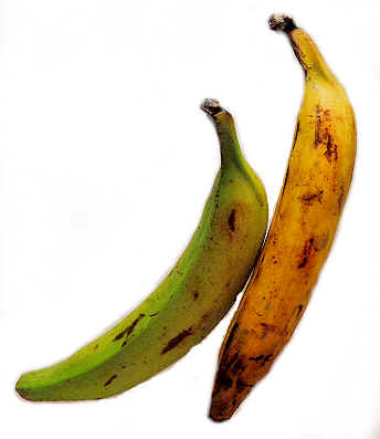 Plantain or platanos