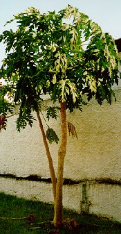 Papaya tree