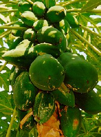 Papaya fruit